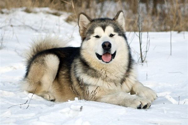 Николай Веревкин