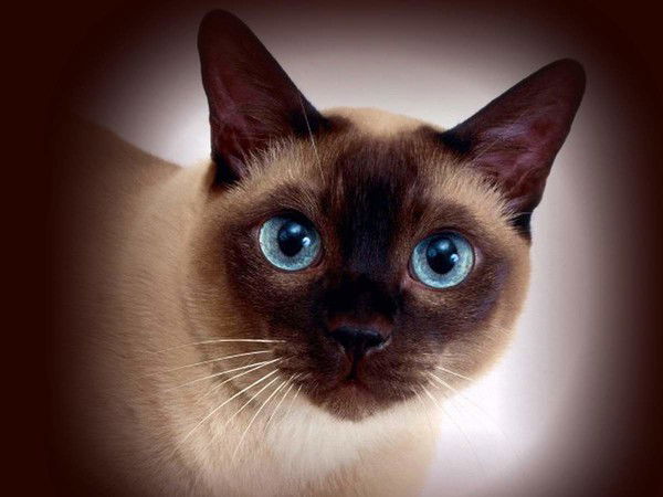 Елена Ильина