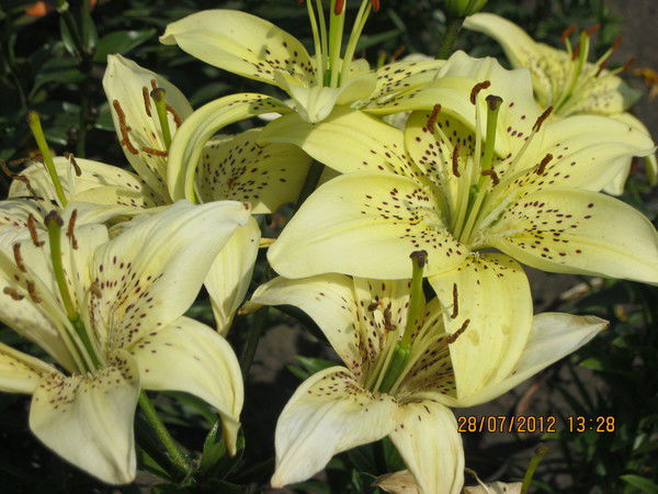 Елена Костюченко