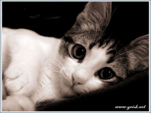 Илья Иванов