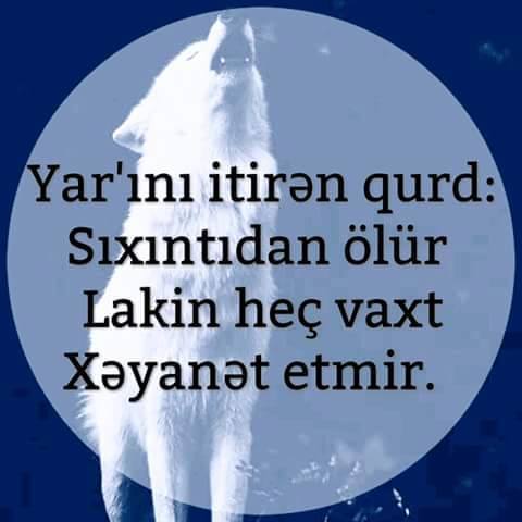 Ramin Насиров