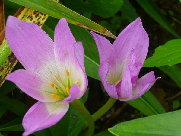 Кононова Ольга