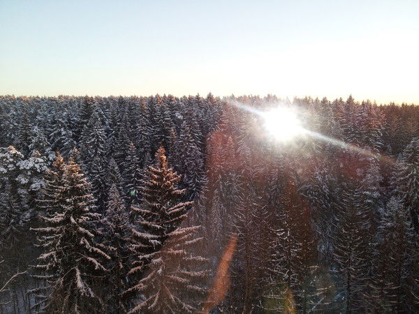 Елена Коршунова