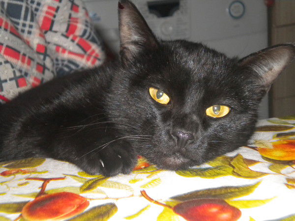 Наташа Хомчук