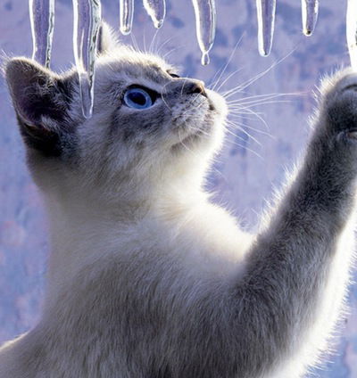 Александра Макеева