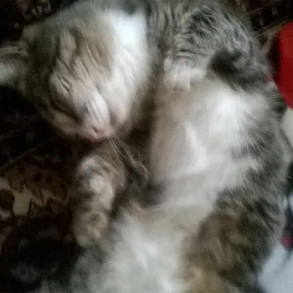 Николаи N.dyukarev@mail.