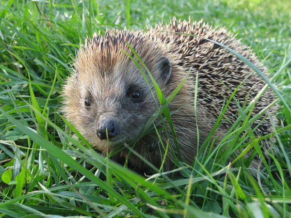 Вика Новокрещёнова