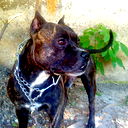 Дима Зинкин