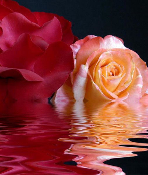 Ольга Платонова