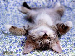 Наташа Сорокина