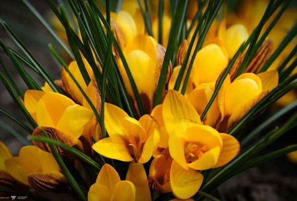 Жанар Турлыбекова