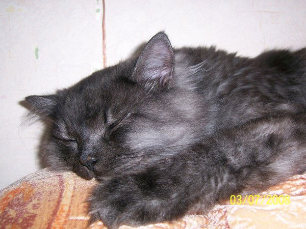 Дмитрий Чибиряк