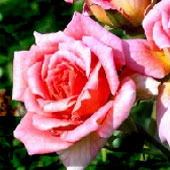 Илона Некрасова