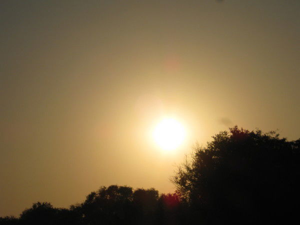 Болгарочка Нежная