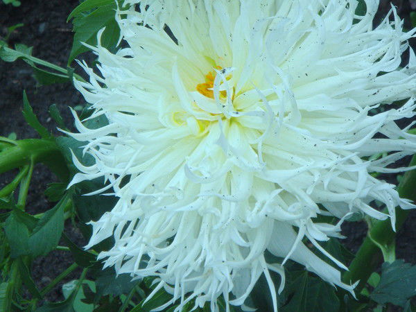 Анна Мухина