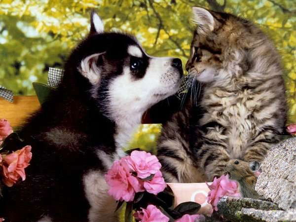 Алия Казиева