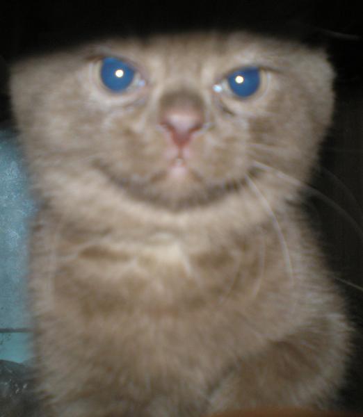 Никита Дмитриев