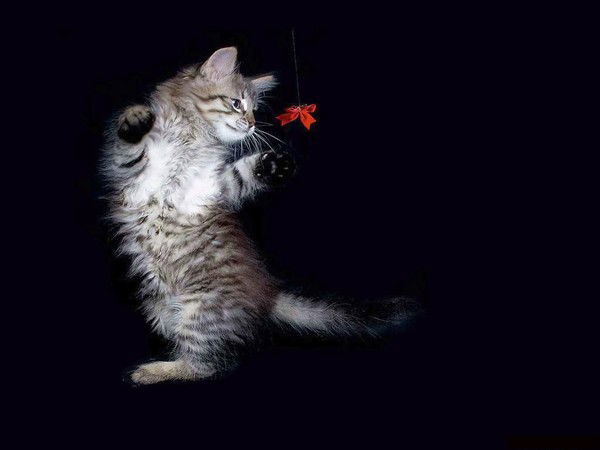 Тамара Гуркова