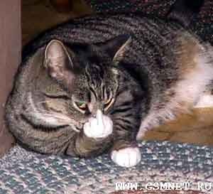 Кот Мартовский