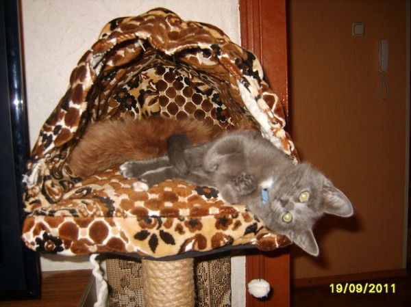 Ольга Кривошеина