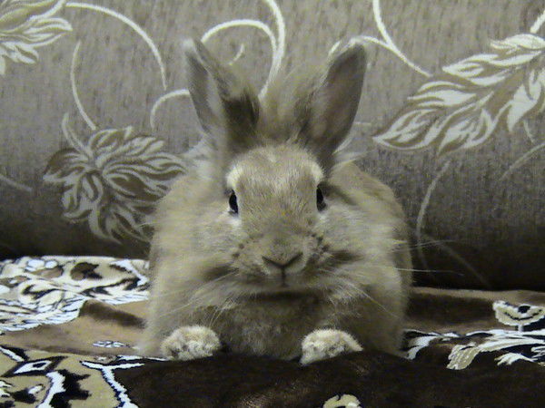 Luciferалександр Малютин