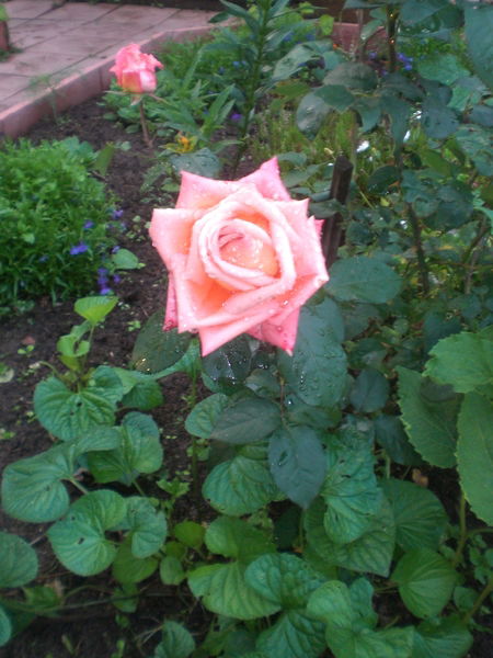 Ирина Красовская