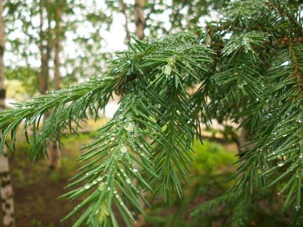 Валентина Заведеева