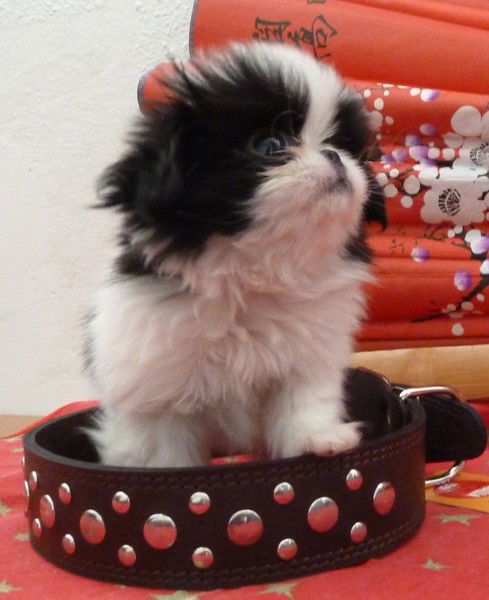 Зоосалон(Стрижка Собак И Кошек ) Тюмень