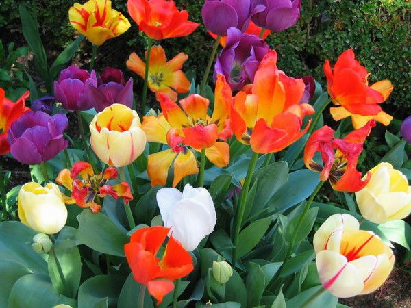 Аселя Шаимбекова