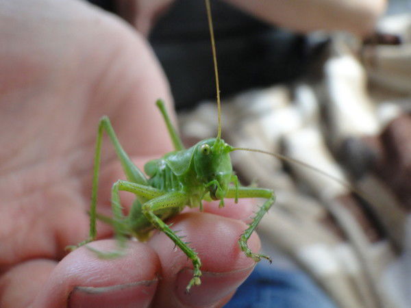 Аня Харитонова