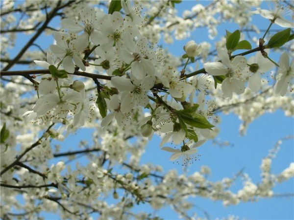 Шарик Филиал