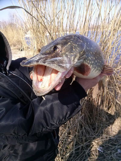 Михаил Джола