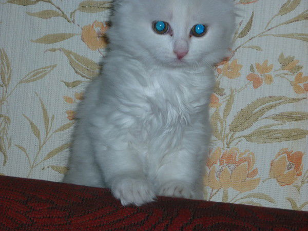 Людмила Саловарова