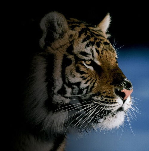 Владимир Исайчев