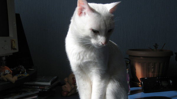 Ангел Ангел