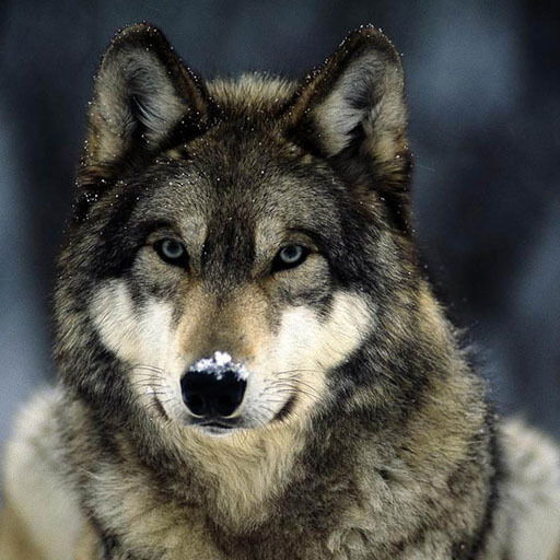 Рома Середа