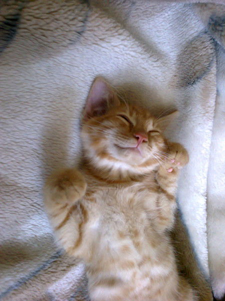 Екатерина Чиркова