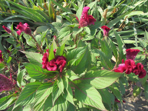 Ольга Александровна Самойлова