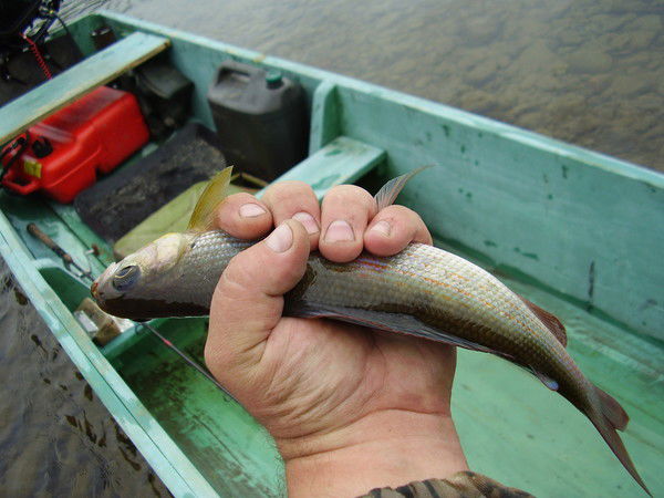 Дмитрий Дмитрий