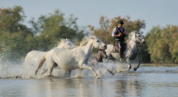 Гога Вишняк