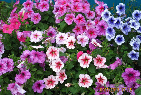 Юлия Щипицина