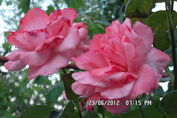 Виталий Надольный