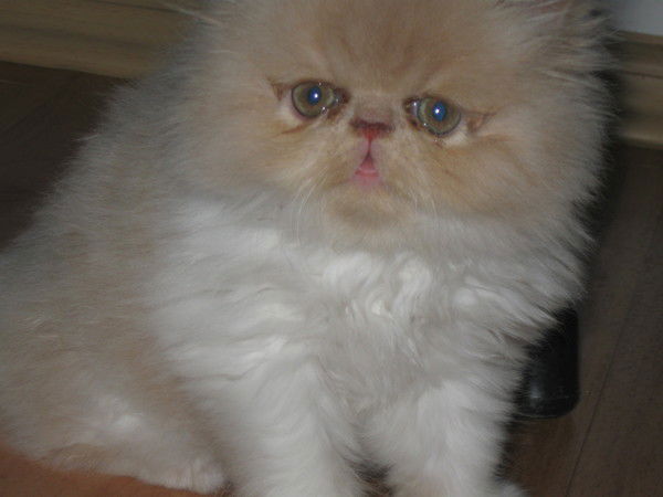 Городничая Маргарита