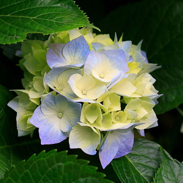 Елена Яровая