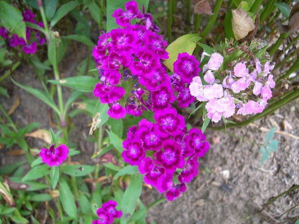 Цветочек Лиловый