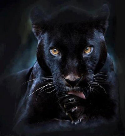 Анастасия Николаева