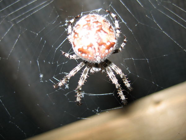 Владимир Демидов