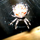 Владимир Демидов