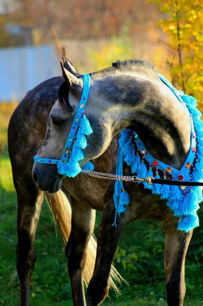 Талант Сарсенбаев