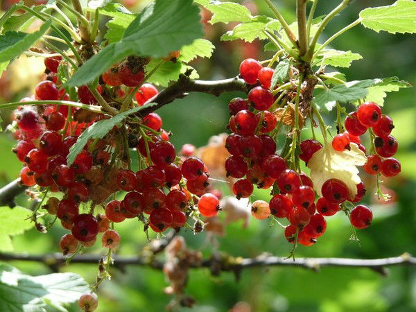 Владимир Огурцов